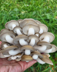 Mushroom Grain Spawn