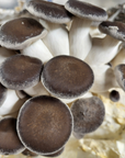 Mushroom Grain Spawn