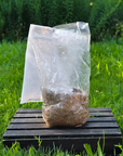 Spray and Grow Mushroom Kit - Blue Oyster
