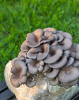 Spray and Grow Mushroom Kit - Blue Oyster