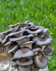 Spray and Grow Mushroom Kit - Blue Oyster