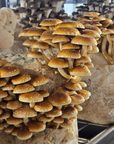 Mushroom Grain Spawn