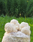 Spray and Grow Mushroom Kit - Lions Mane
