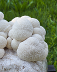 Spray and Grow Mushroom Kit - Lions Mane
