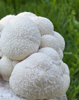 Mushroom Grain Spawn