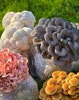 Spray and Grow Mushroom Kit - Blue Oyster