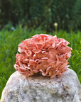 Spray and Grow Mushroom Kit - Pink Oyster