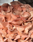 Mushroom Grain Spawn