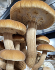 Mushroom Grain Spawn