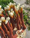 Mushroom Grain Spawn