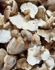 Mushroom Grain Spawn
