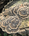Mushroom Grain Spawn