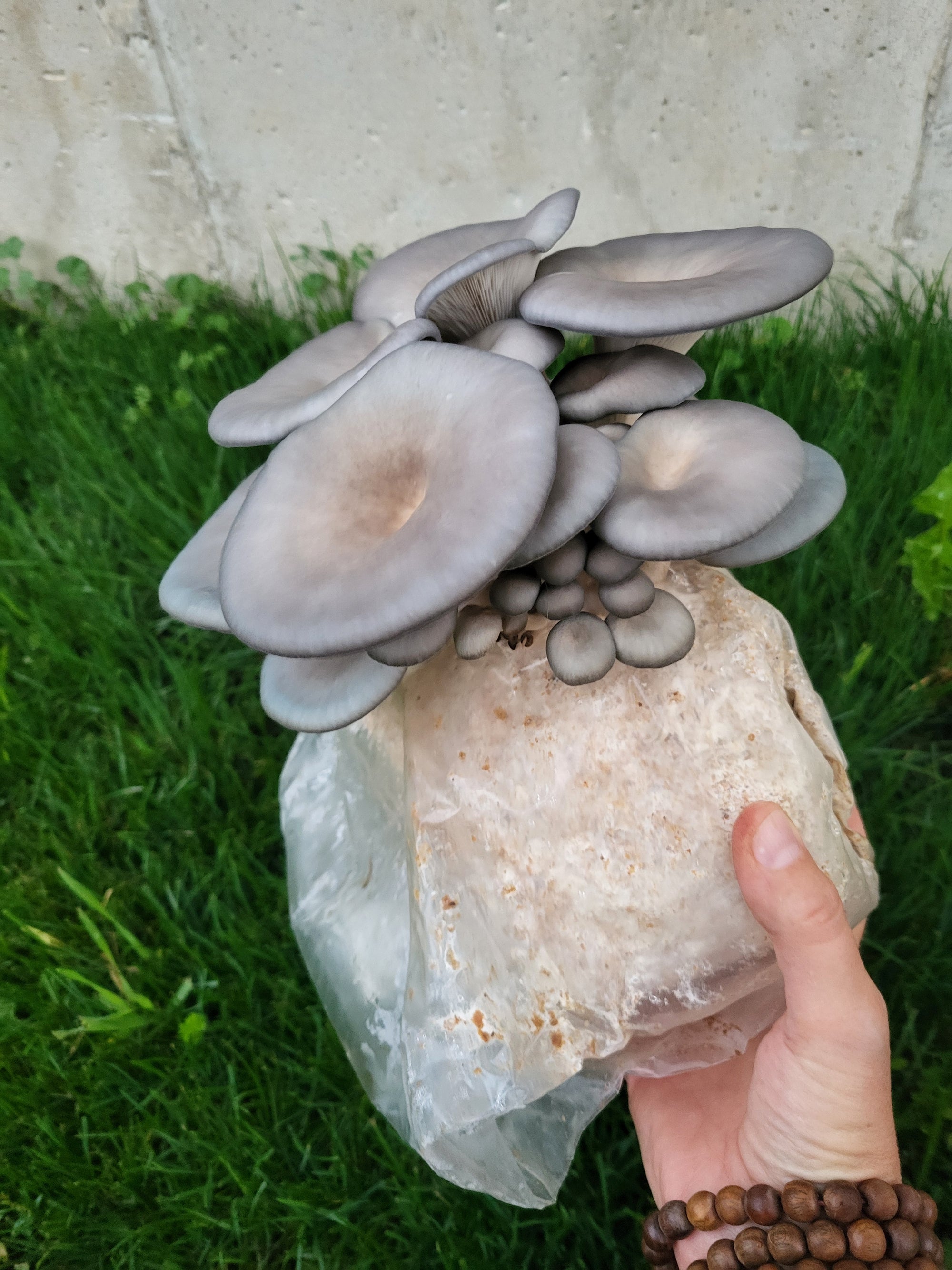 Mushroom Grow Kits