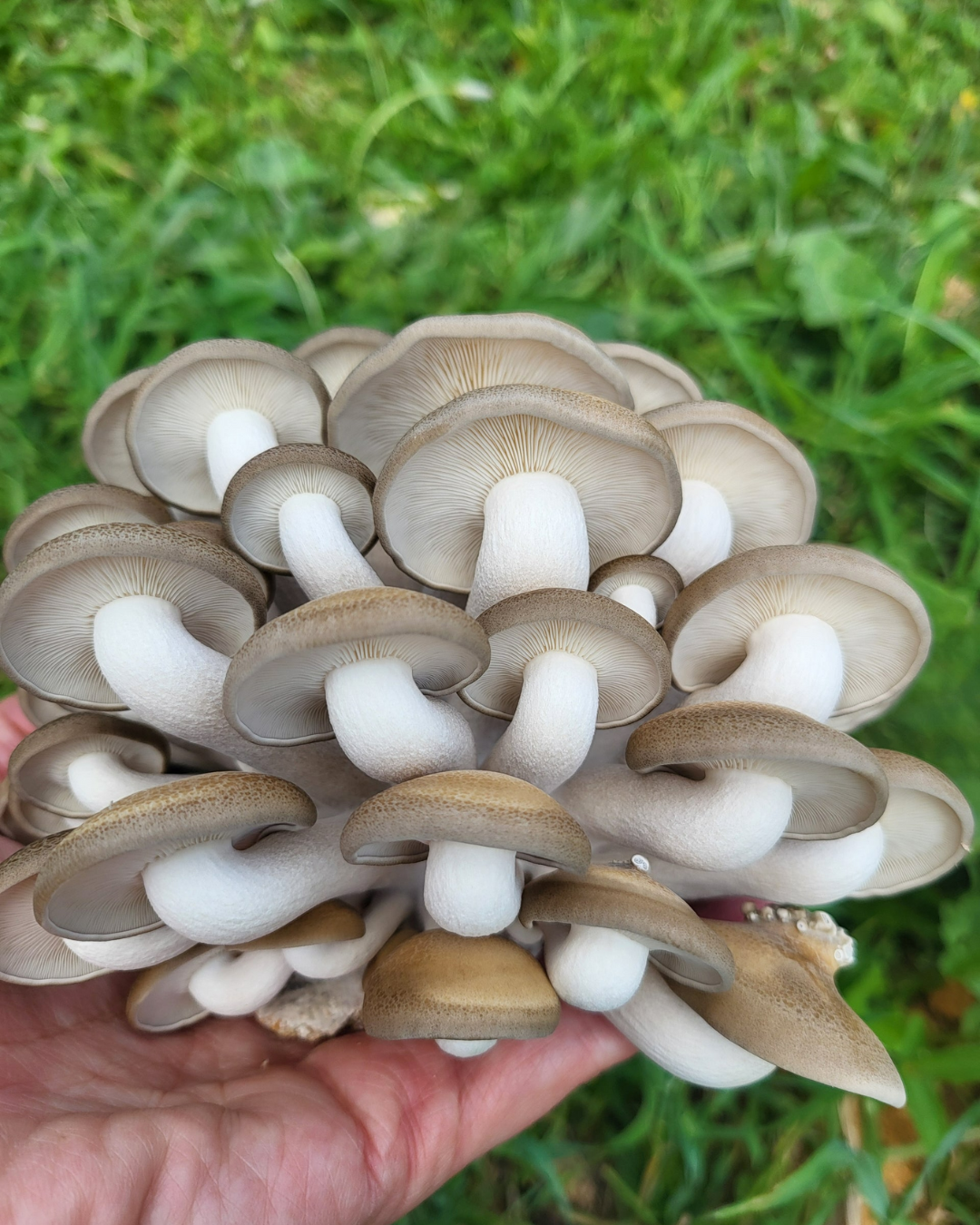 Mushroom Grain Spawn
