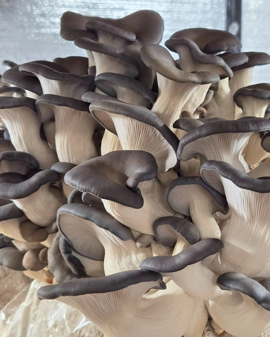 Mushroom Grain Spawn