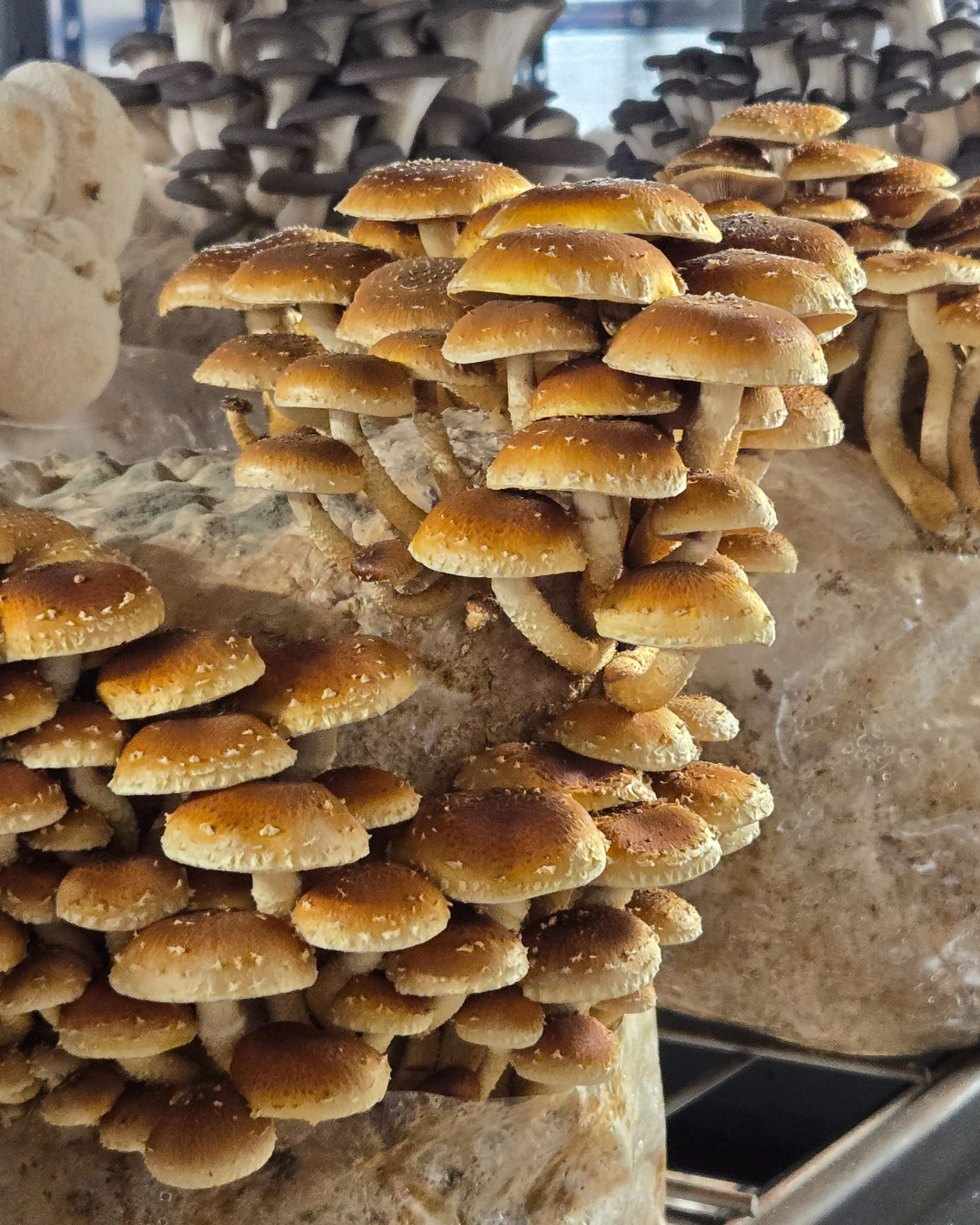Mushroom Grain Spawn