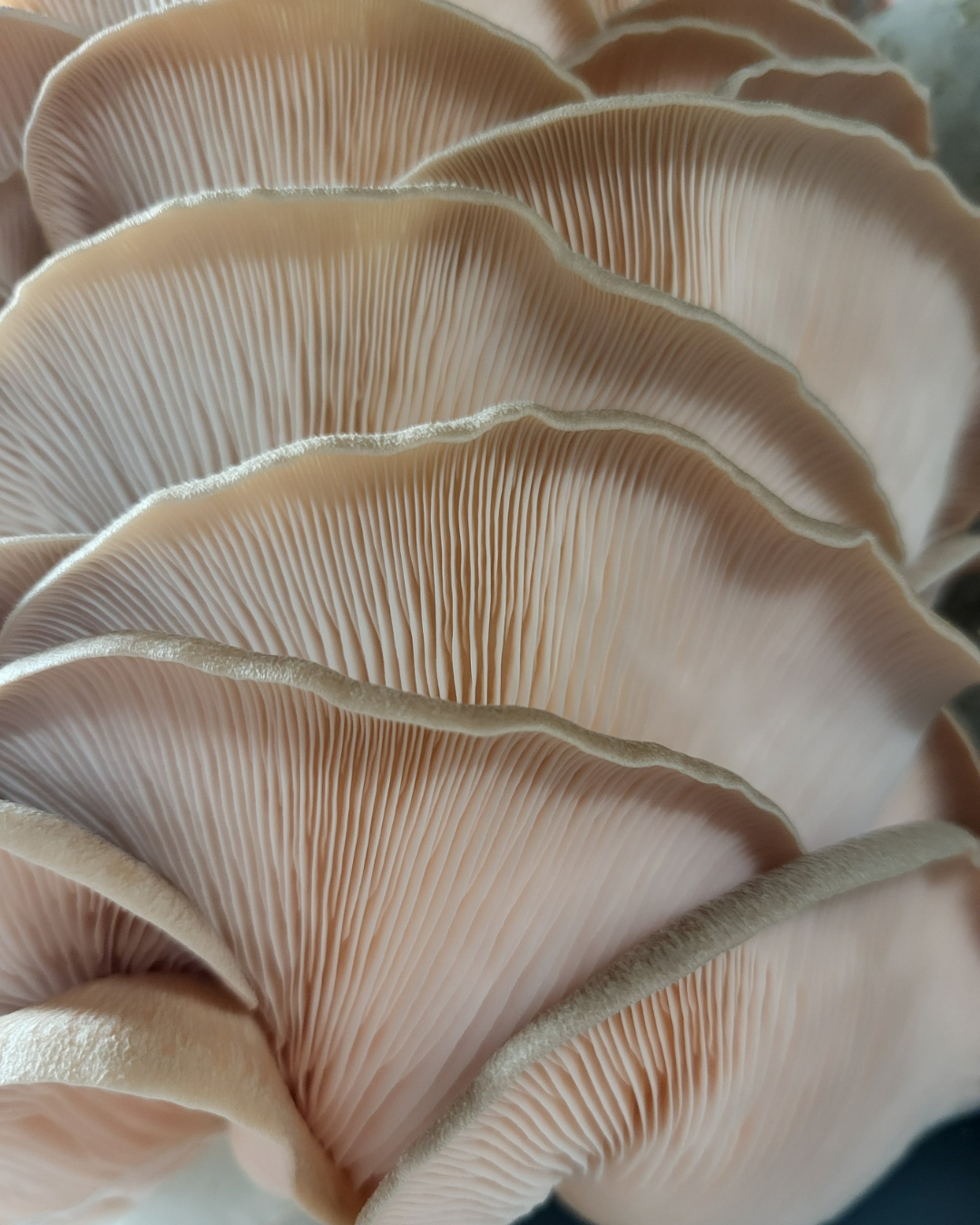Mushroom Grain Spawn