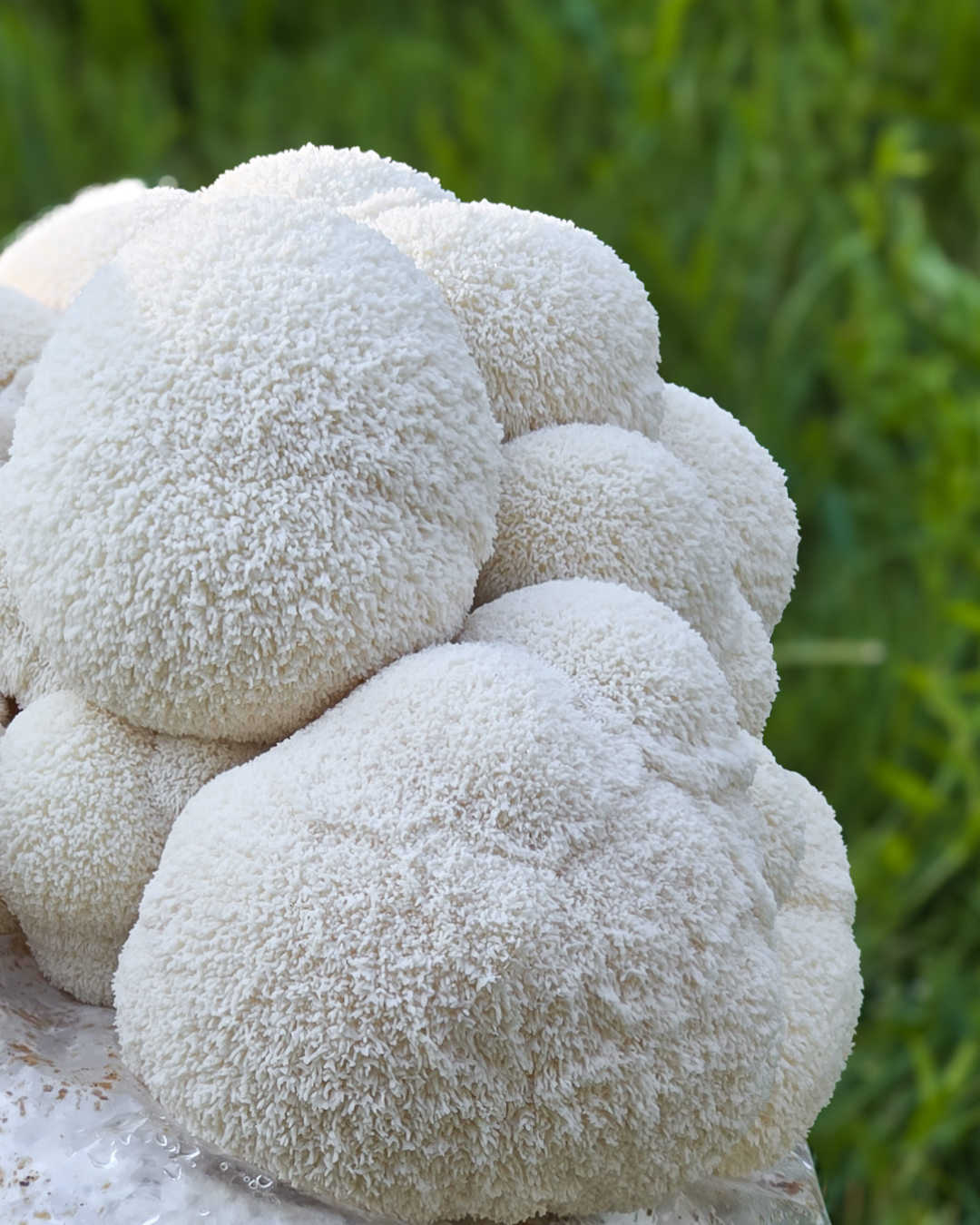 Mushroom Grain Spawn