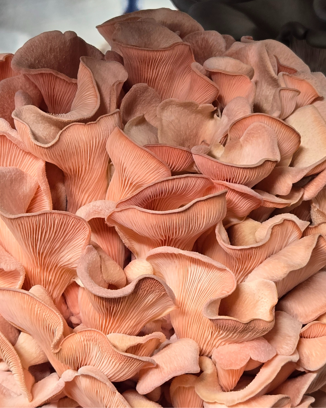 Mushroom Grain Spawn
