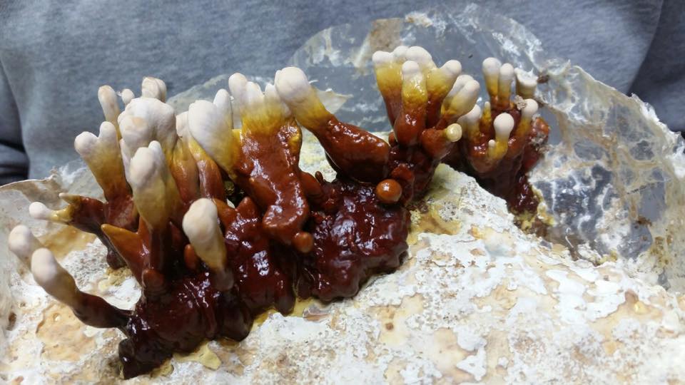 Mushroom Grain Spawn