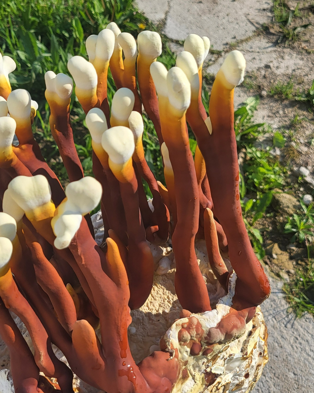 Mushroom Grain Spawn